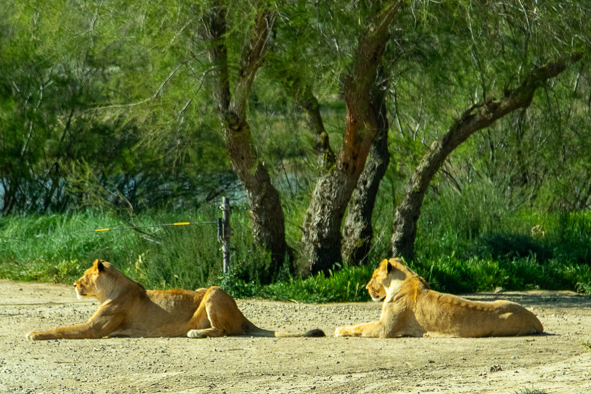 Etl Leonas